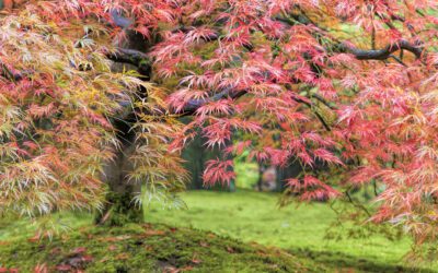 Japanese Maples – Refined Beauties for the Garden