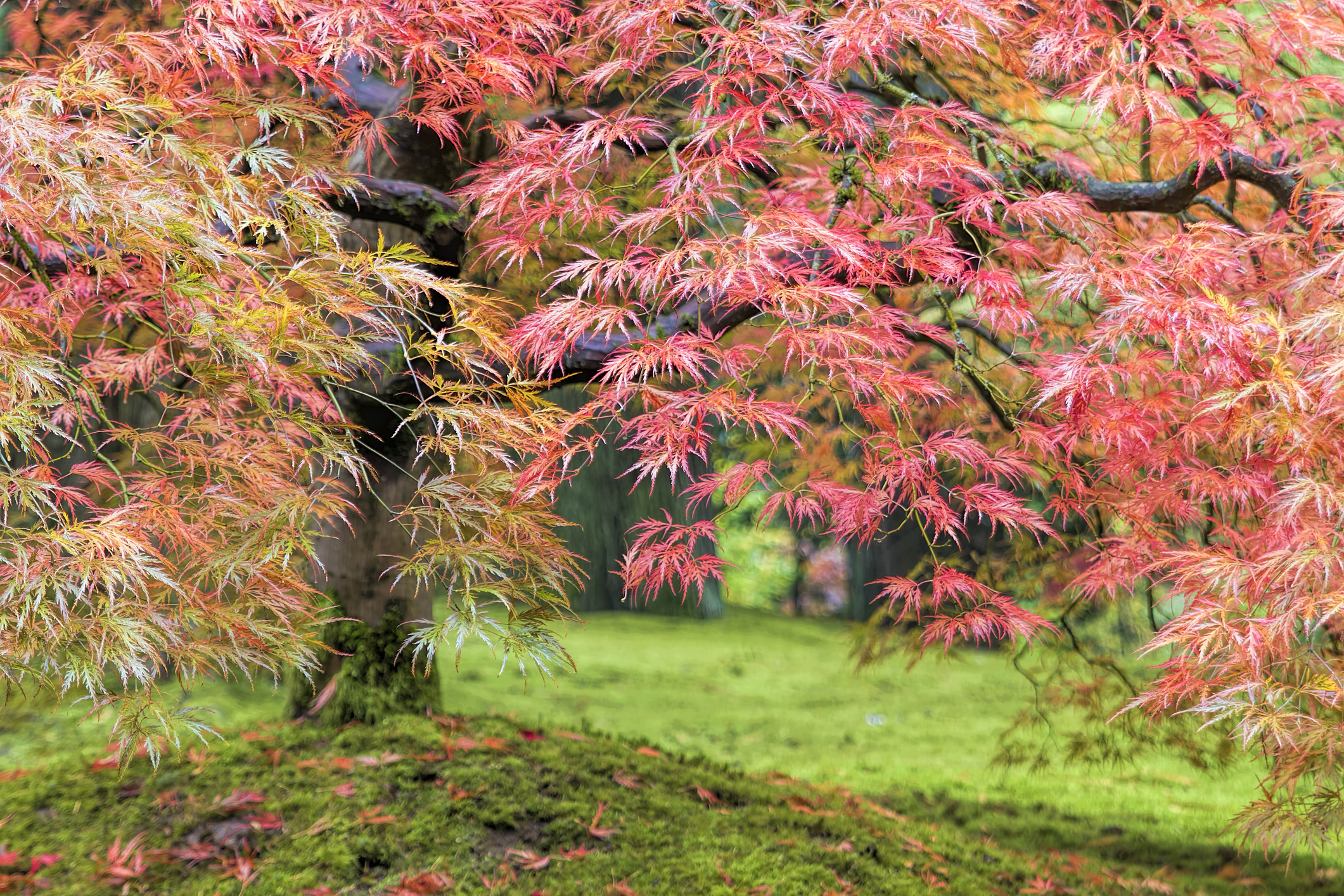 Japanese Maples – Refined Beauties for the Garden