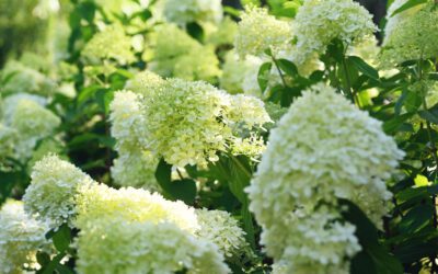 ‘Limelight’ Hydrangea – 2025 Presale – Two Weeks Only