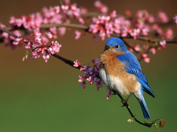 Bluebird in a redbud tree