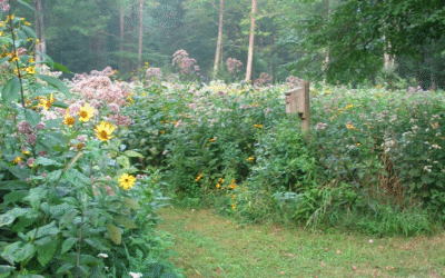 Gardens That Please Both People AND Pollinators