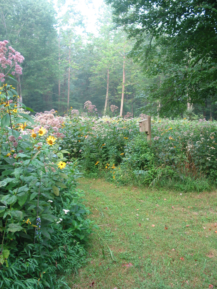 Pollinator Garden, Amy Fahmy