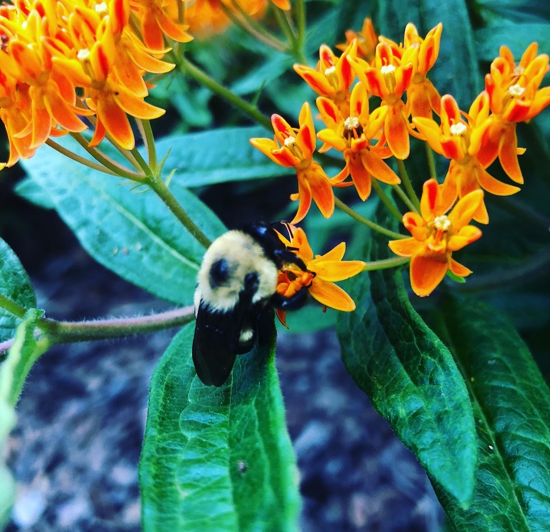 Introduction to Native Pollinators