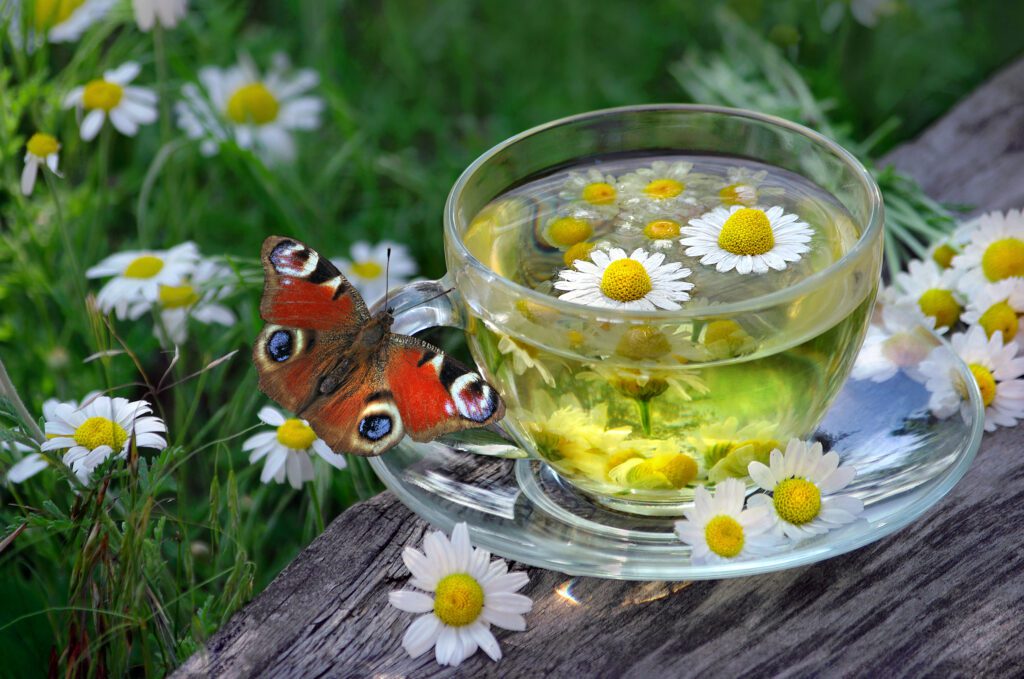 herbal tea garden