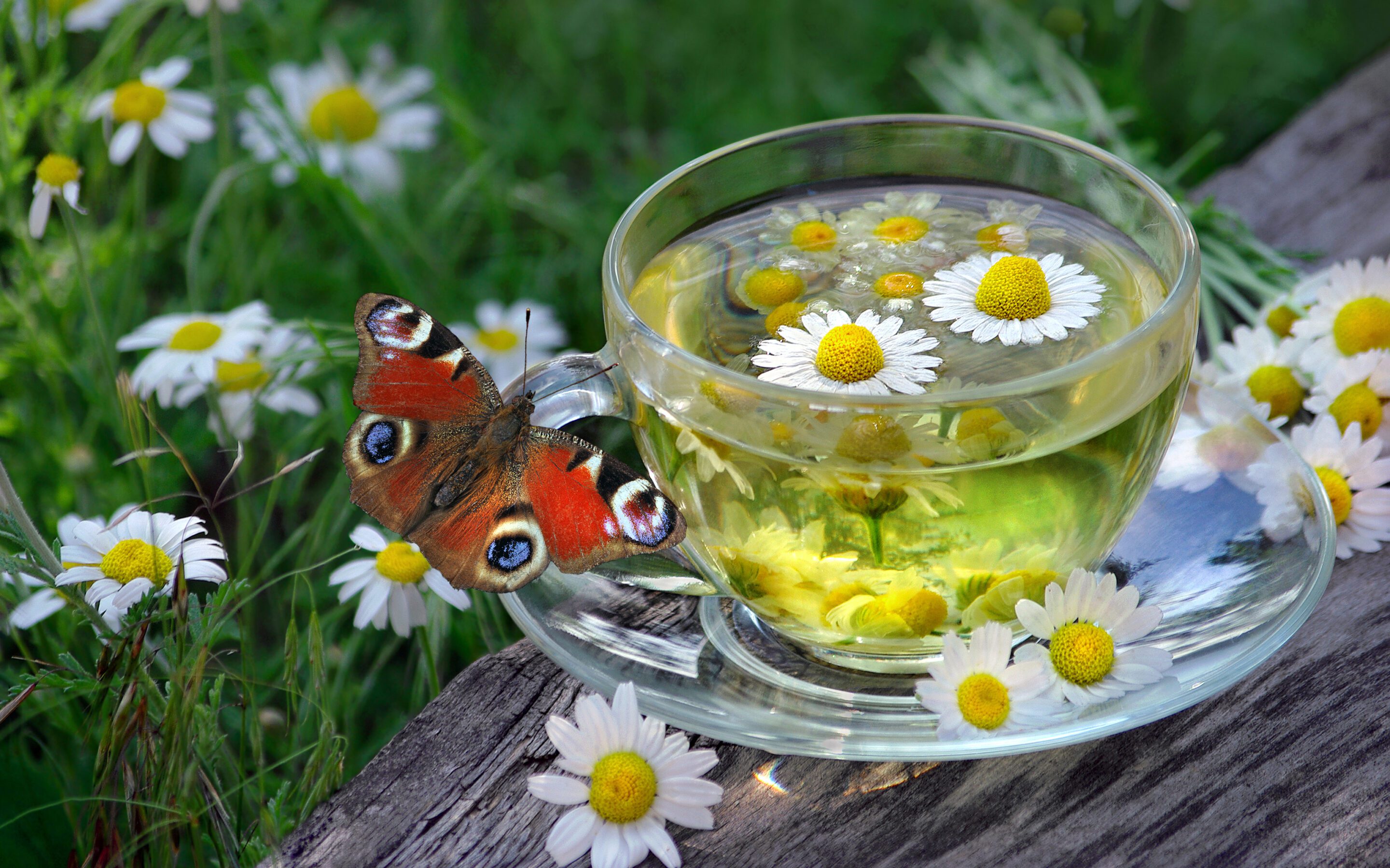 Grow an Herbal Tea Garden