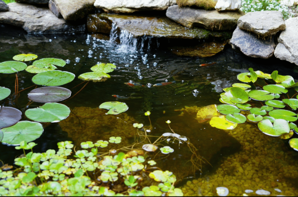 matt and kira's pond