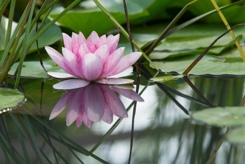 water lily in pond
