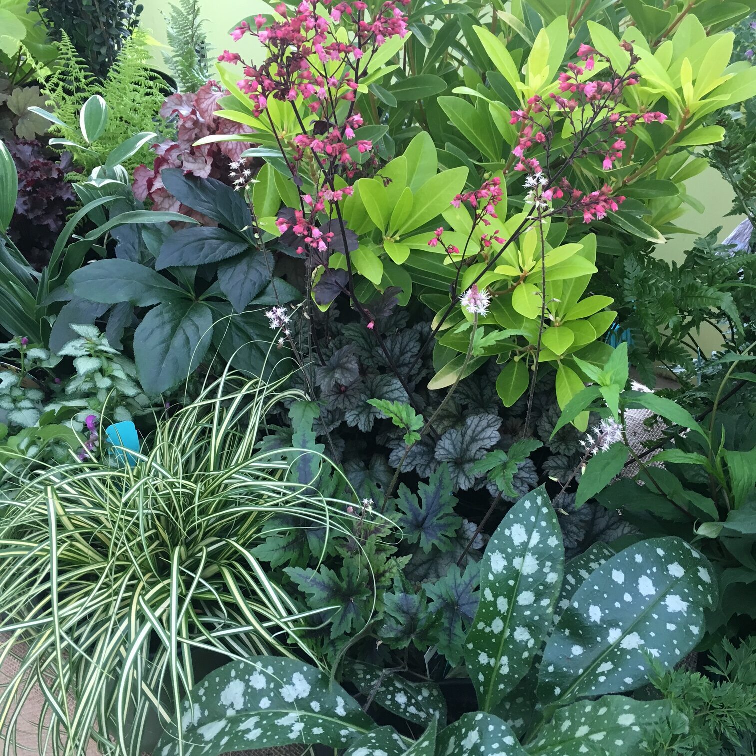 Gardening in the Shade