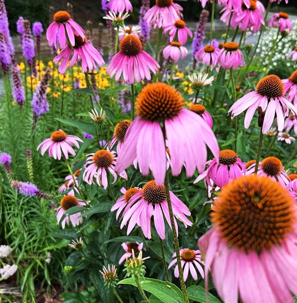 Ruth's Pollinator Garden