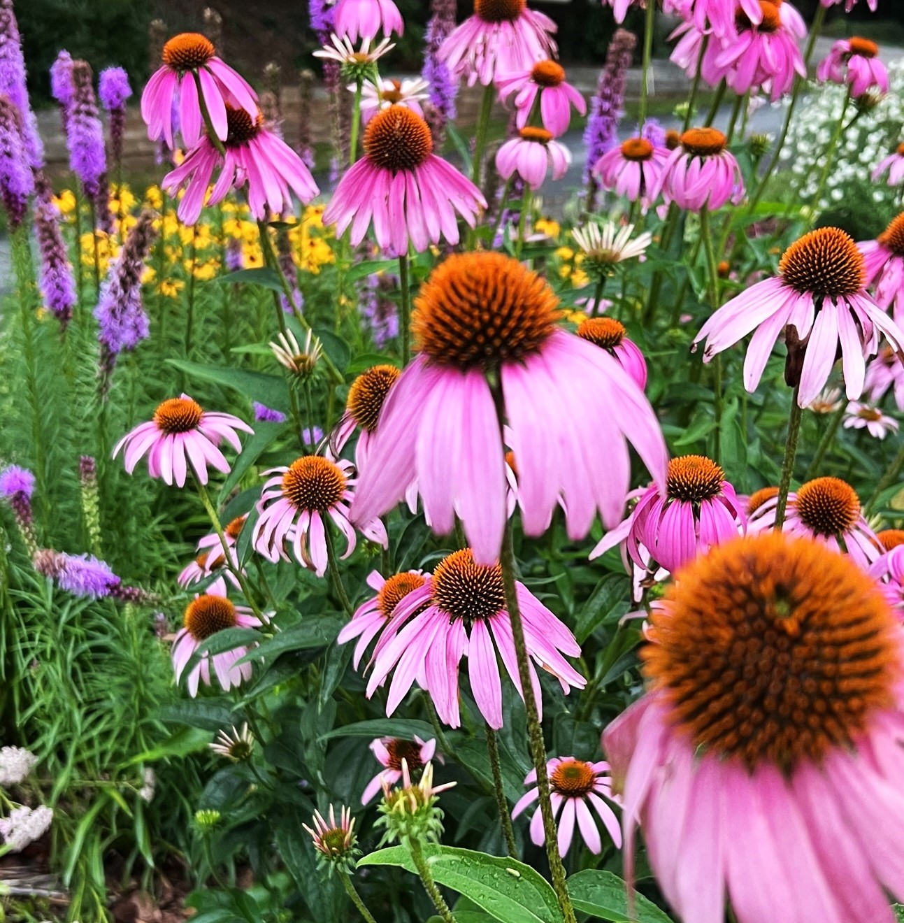 Create a Lively Pollinator Garden
