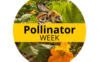 2025 Pollinator of the Year – Squash Bee