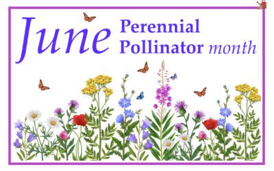 June is Pollinator Month!