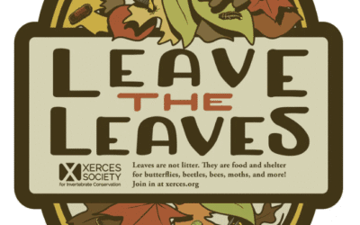 Leaving the Leaves – Is it Really Beneficial?