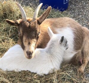 goats david and amandas