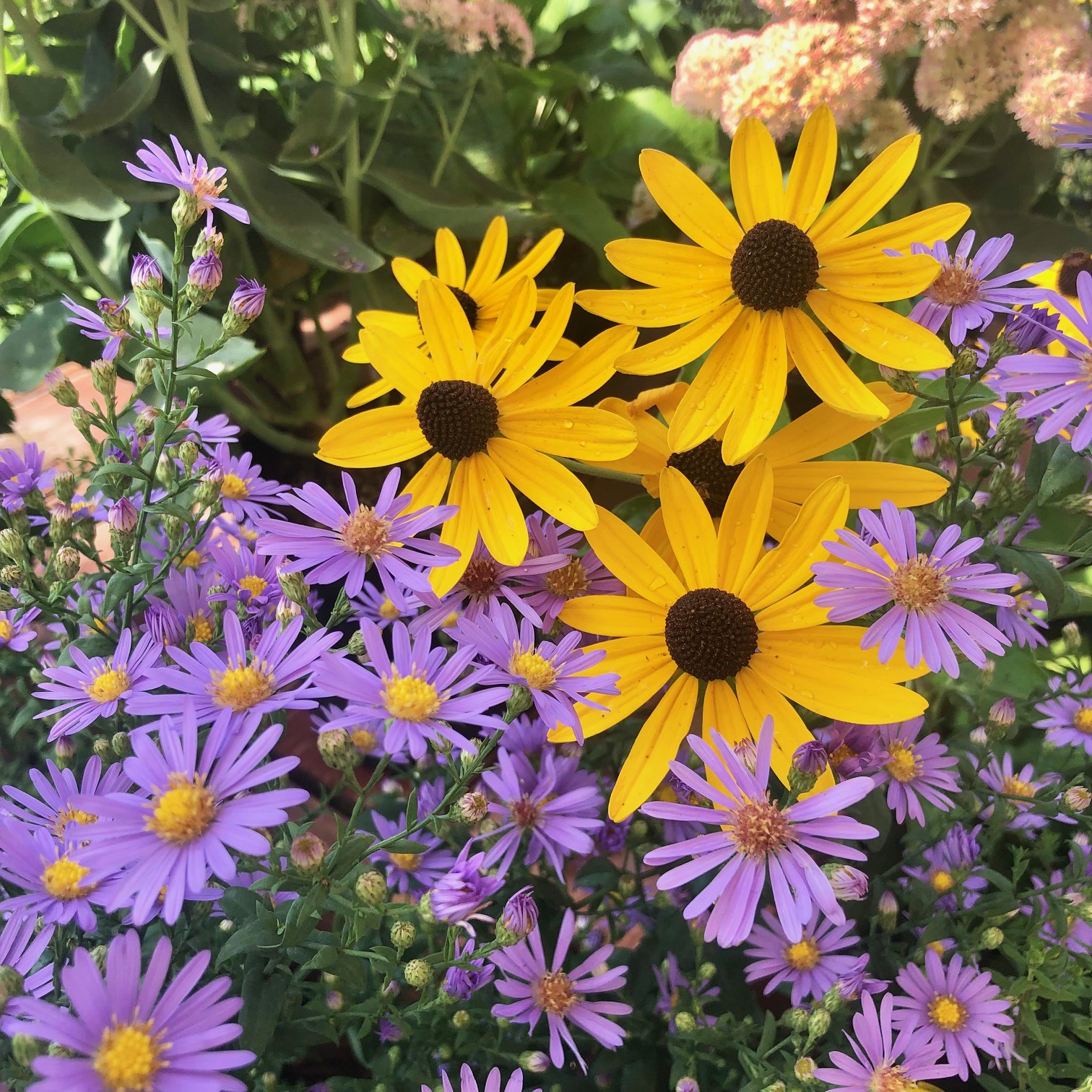 Welcome to Gardening in WNC – What You Need to Know!