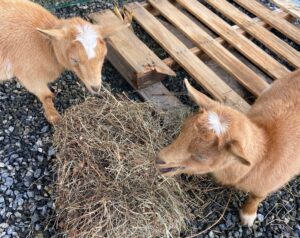Goats 2 david and amandas