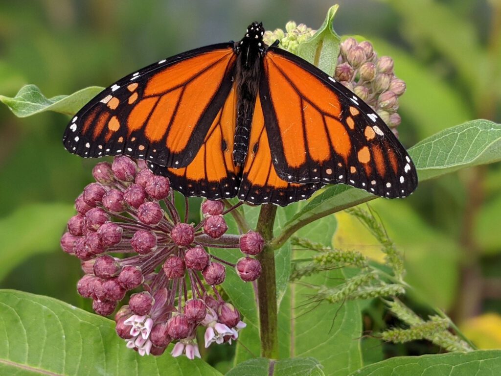 Echinacea, Zinnias, Verbena, and more in our Pollinator Garden.