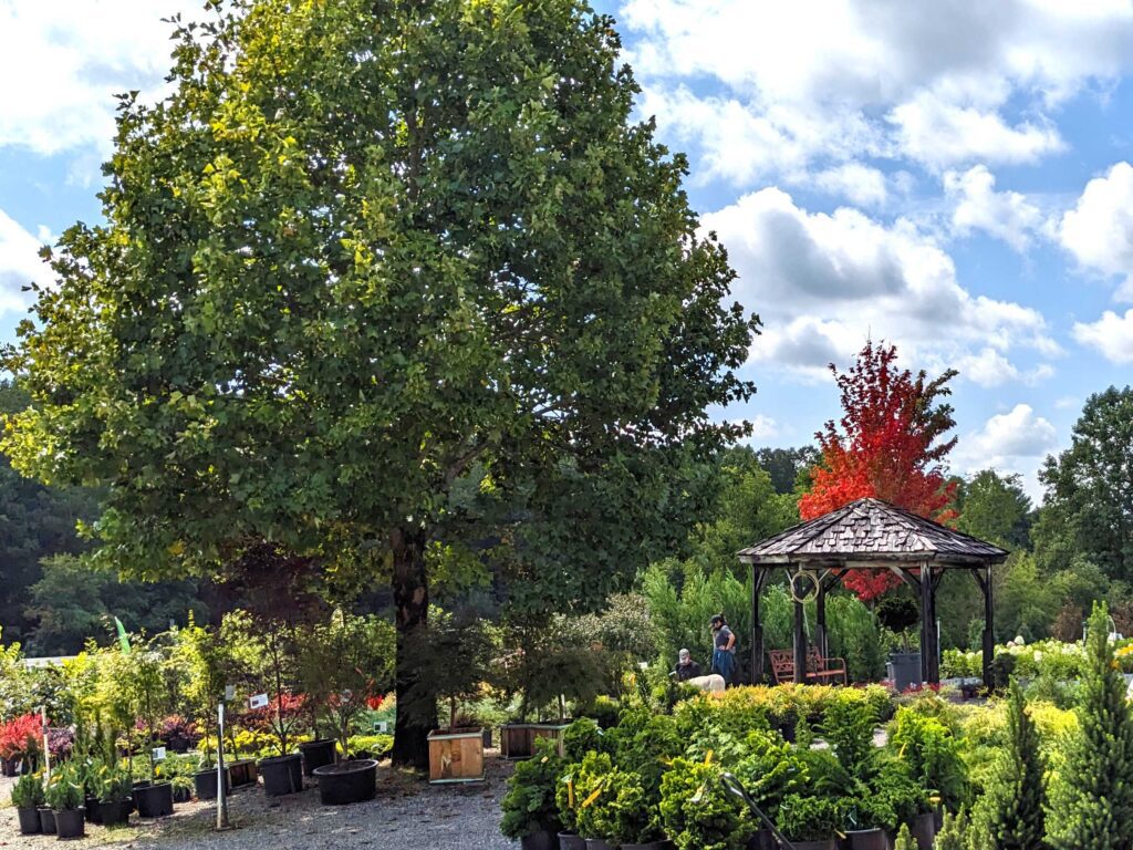 Shade Plants for Pollinators