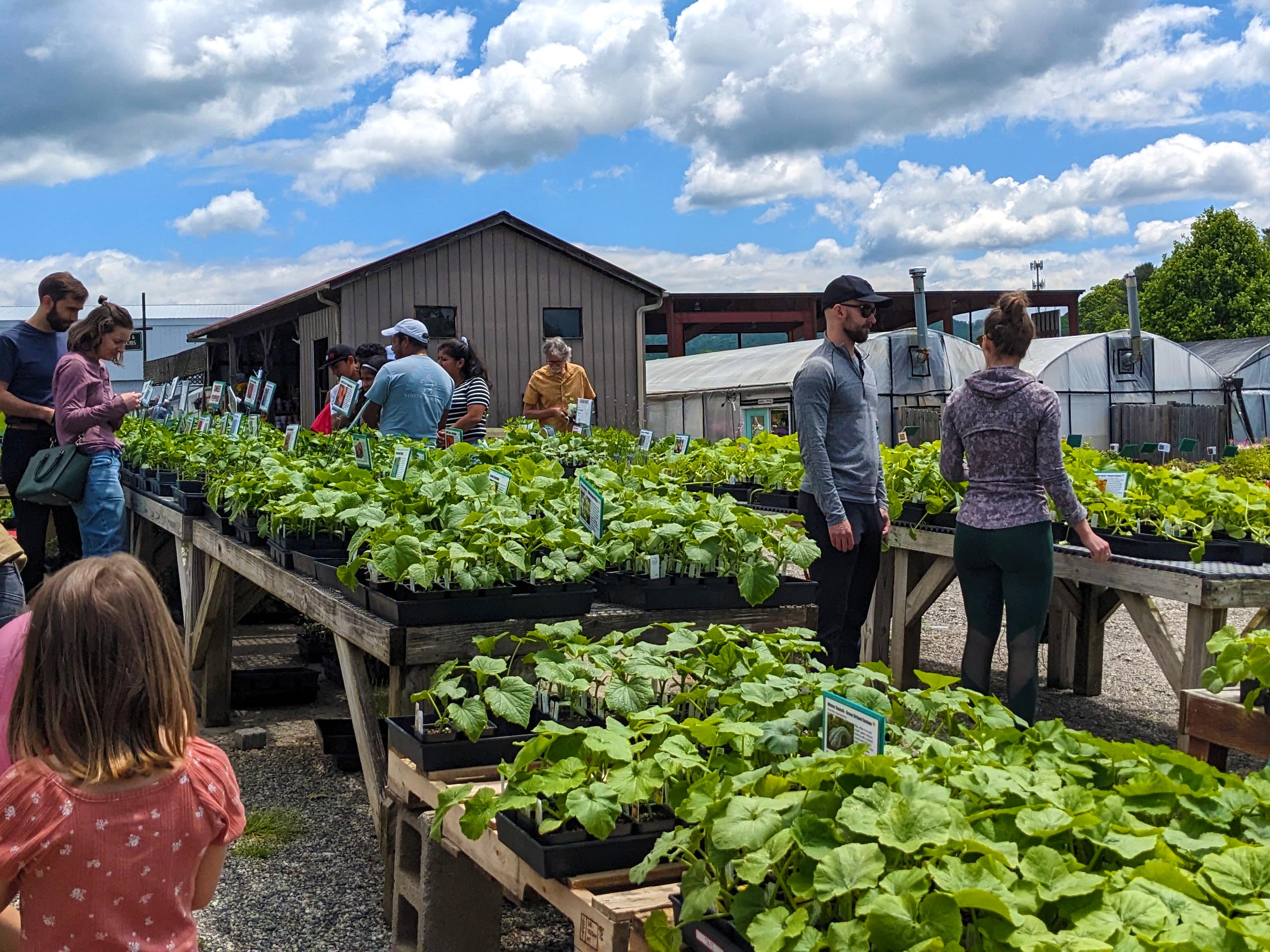 Shade Plants for Pollinators