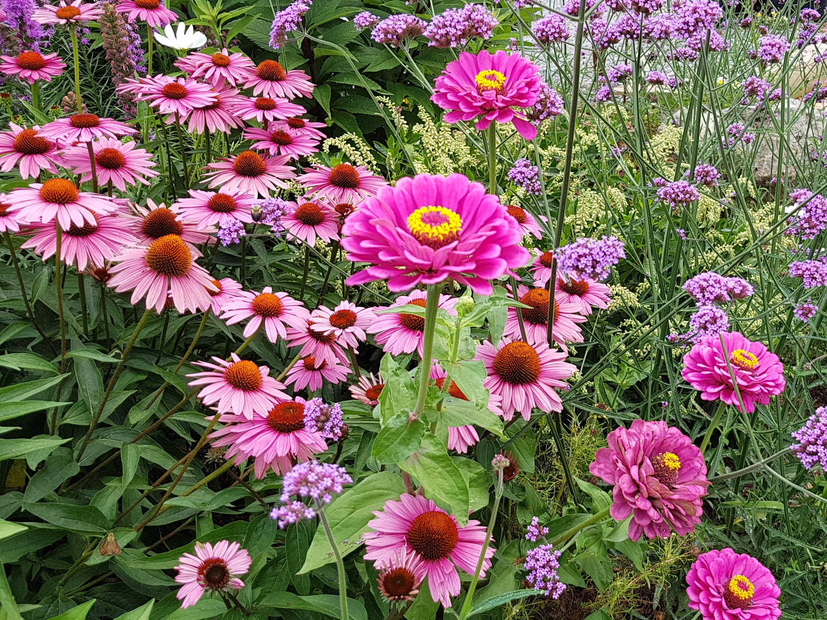 Echinacea, Zinnias, Verbena, and more in our Pollinator Garden.