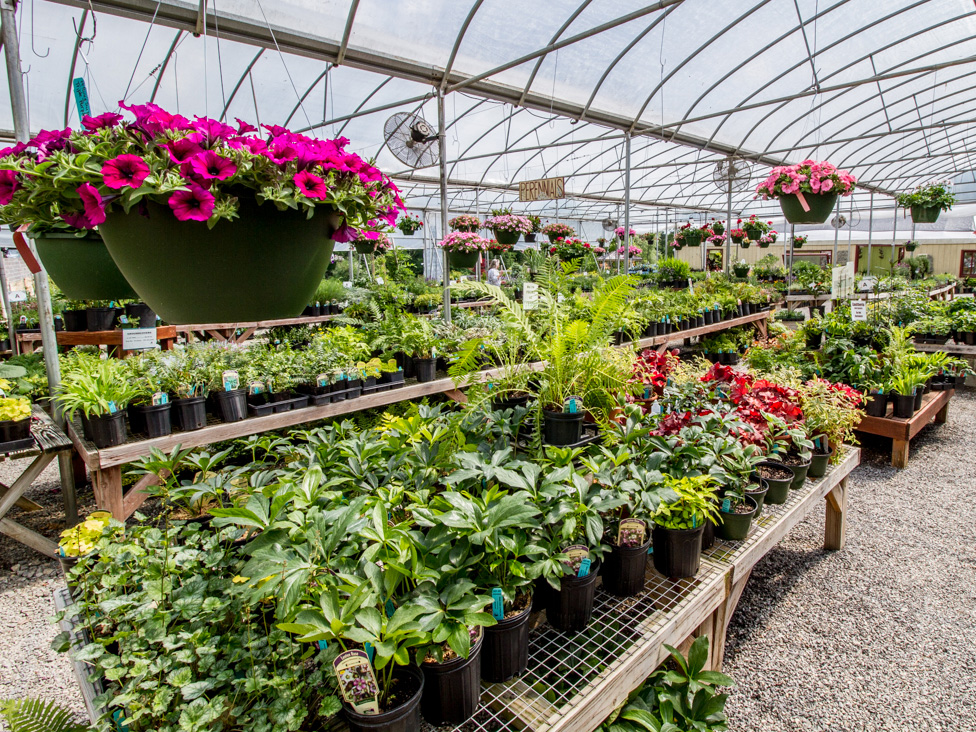 Shade Plants for Pollinators