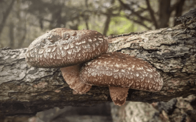 Earth Day Mushroom Log Make & Take: Grow gourmet & medicinal mushrooms with Resting Point Farms!