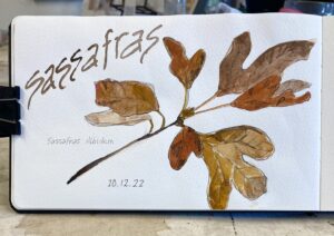 Nature Journaling 3 by Sue Dolamore