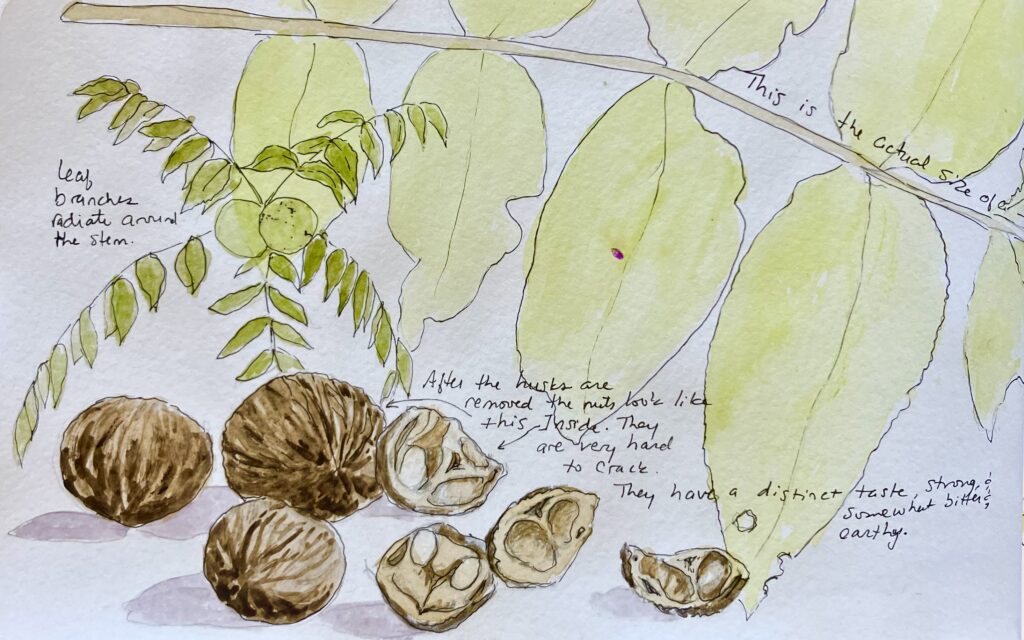 Nature Journal Sue Dolamore