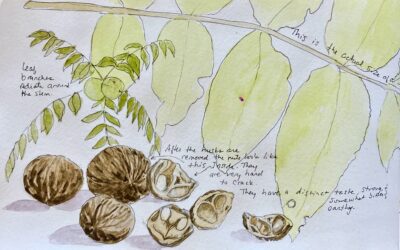 Nature Journaling with Sue Dolamore