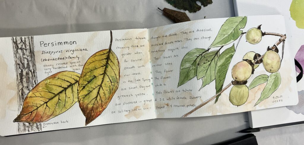 Nature Journal by Sue Dolamore
