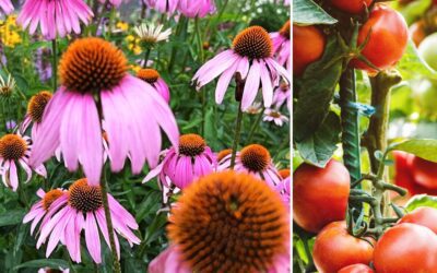 Welcome to Gardening in Western North Carolina