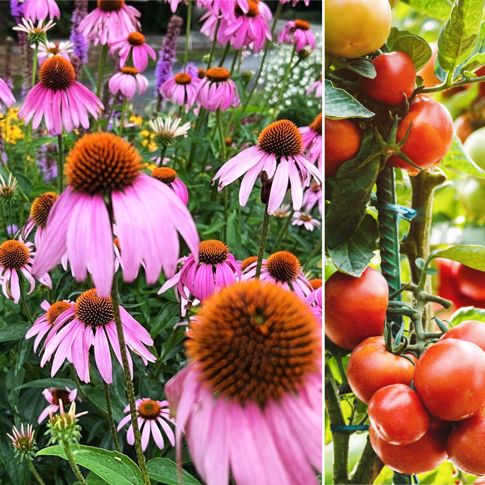 Welcome to Gardening in Western North Carolina