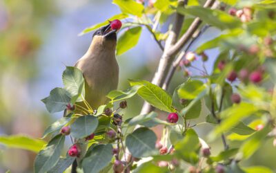 Serviceberries for Birds