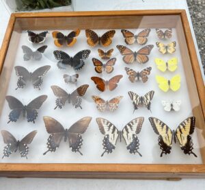 Chuck Palmer Butterfly & Insect Collection