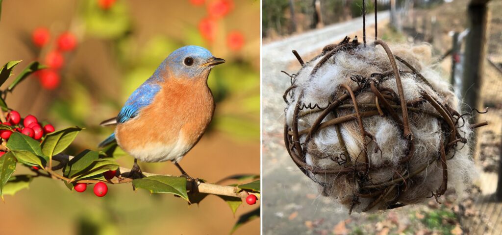 Bluebird, Bird Nesting Ball