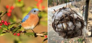 Bluebird, Bird Nesting Ball