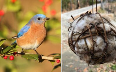 Songbirds in Your Garden + Bird Nesting Ball Make & Take