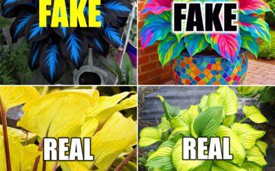 Beware Fake Plants!