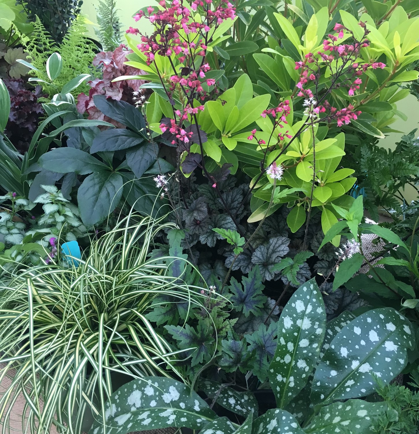 Shade Gardening Plants