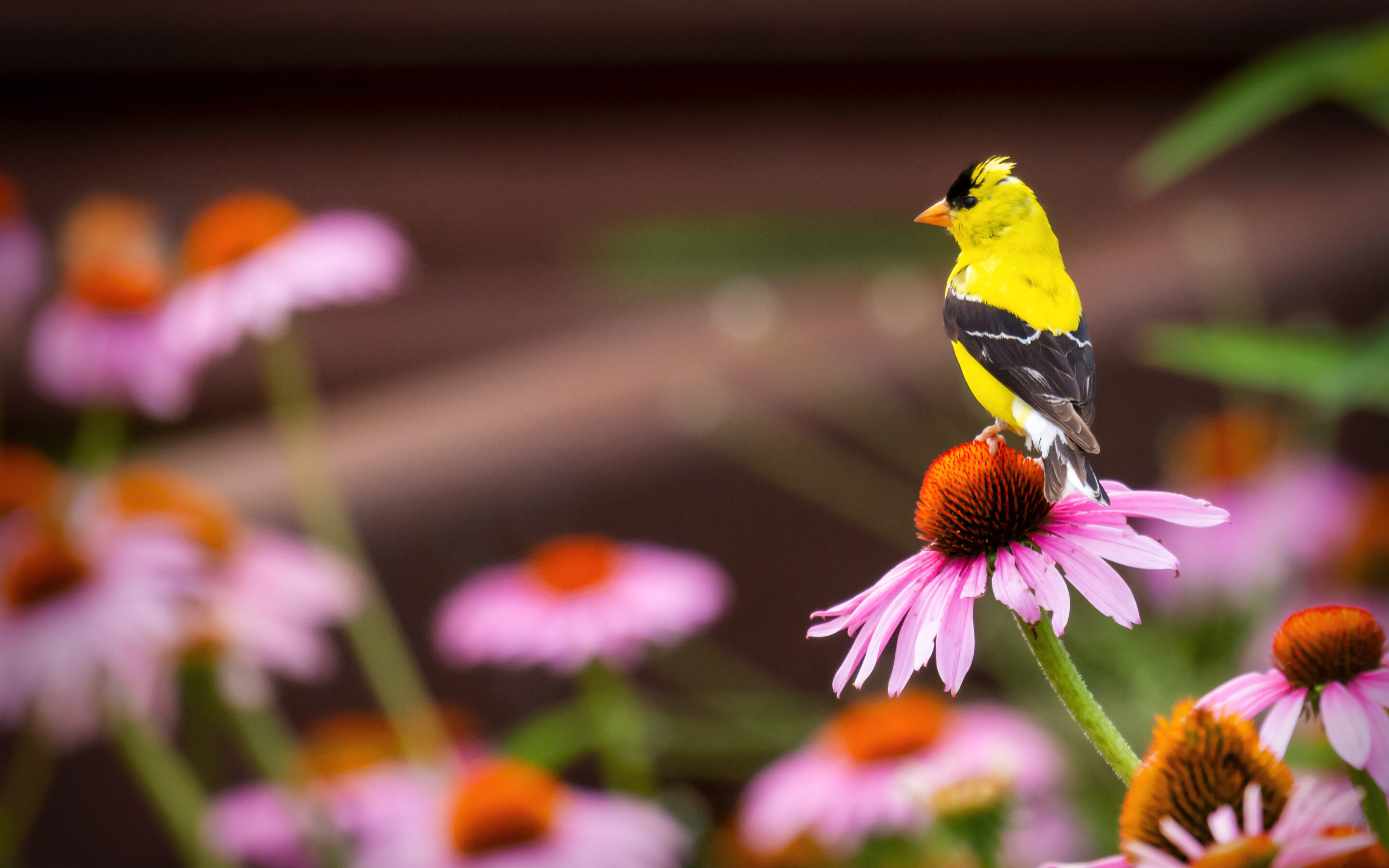Natural Diets for Songbirds