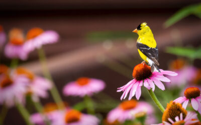 Natural Diets for Songbirds