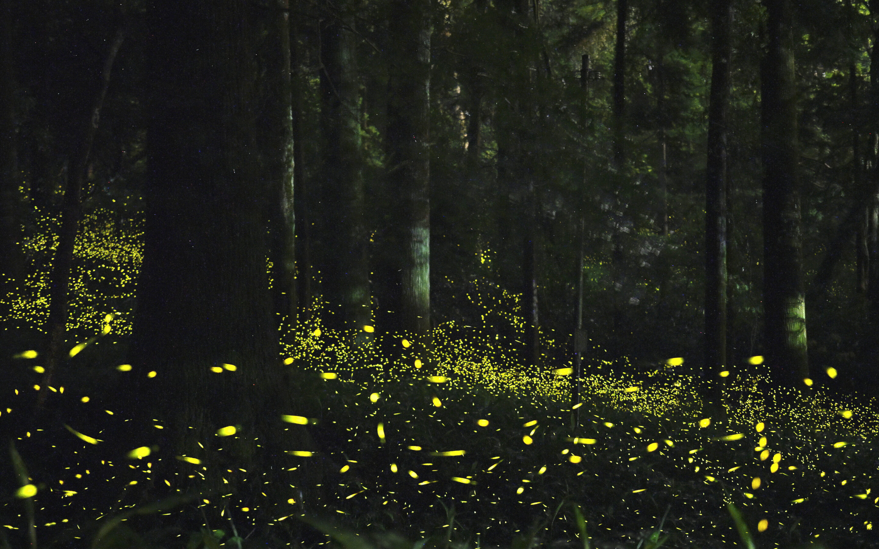 World Firefly Day – 1st Weekend in July