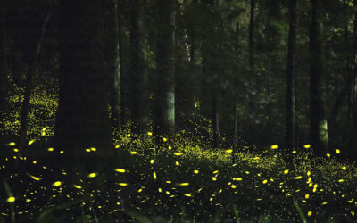 World Firefly Day – 1st Weekend in July