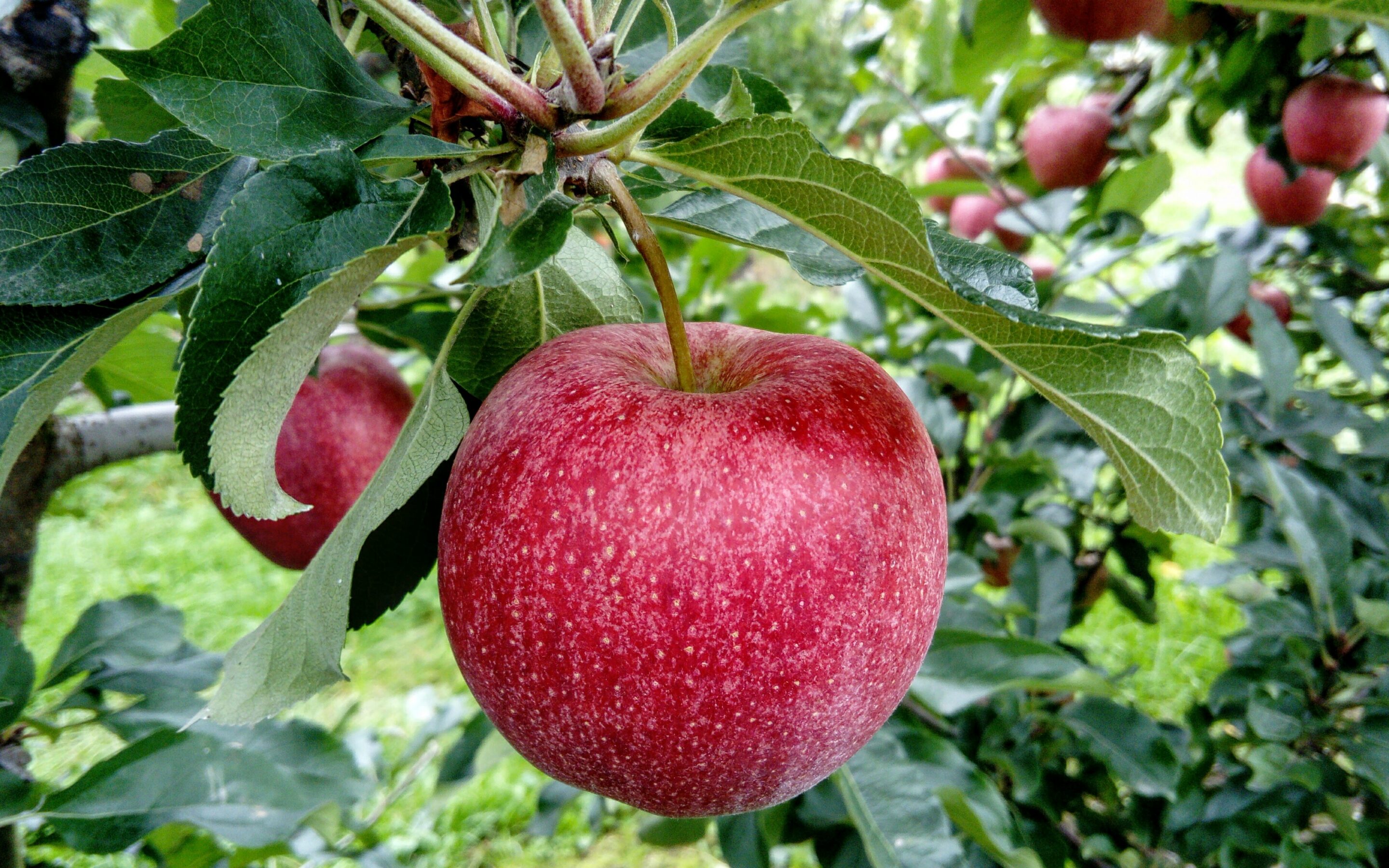 Growing Fruit 101