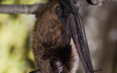 🦇Bat Appreciation Week: Oct. 24th – 31st!